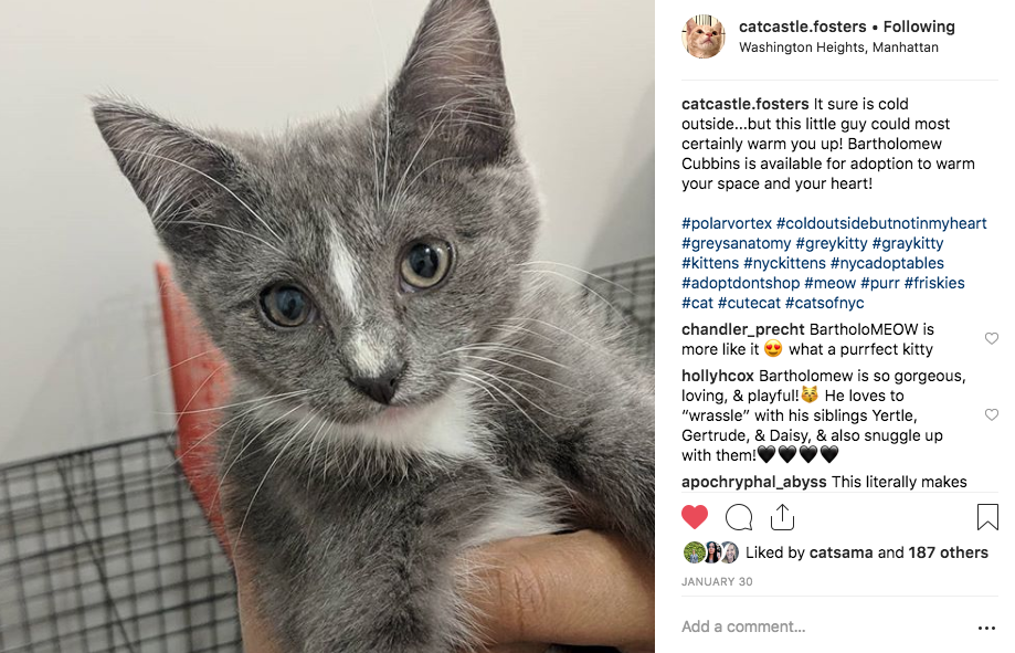 Screen Shot 2019-02-08 at 5.13.36 PM